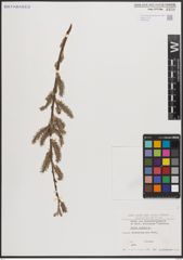 Foto von Salix caprea L.